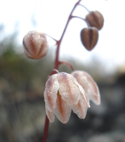 Drimia convallarioides inflorescence